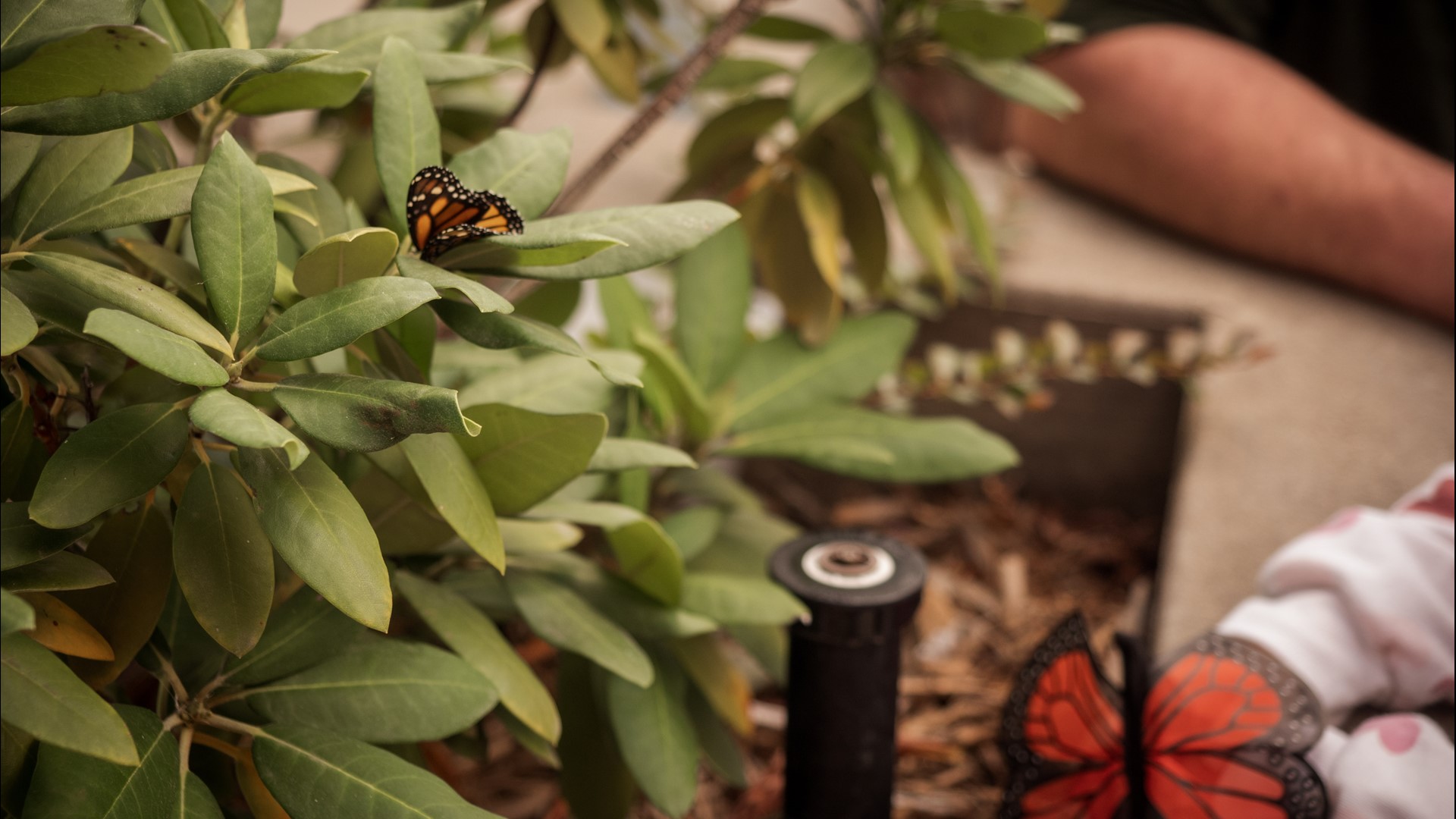 Since its inception, Copper & Kings Distillery has provided sanctuary to the species, and they hosted Brandy for the Butterflies for the community.