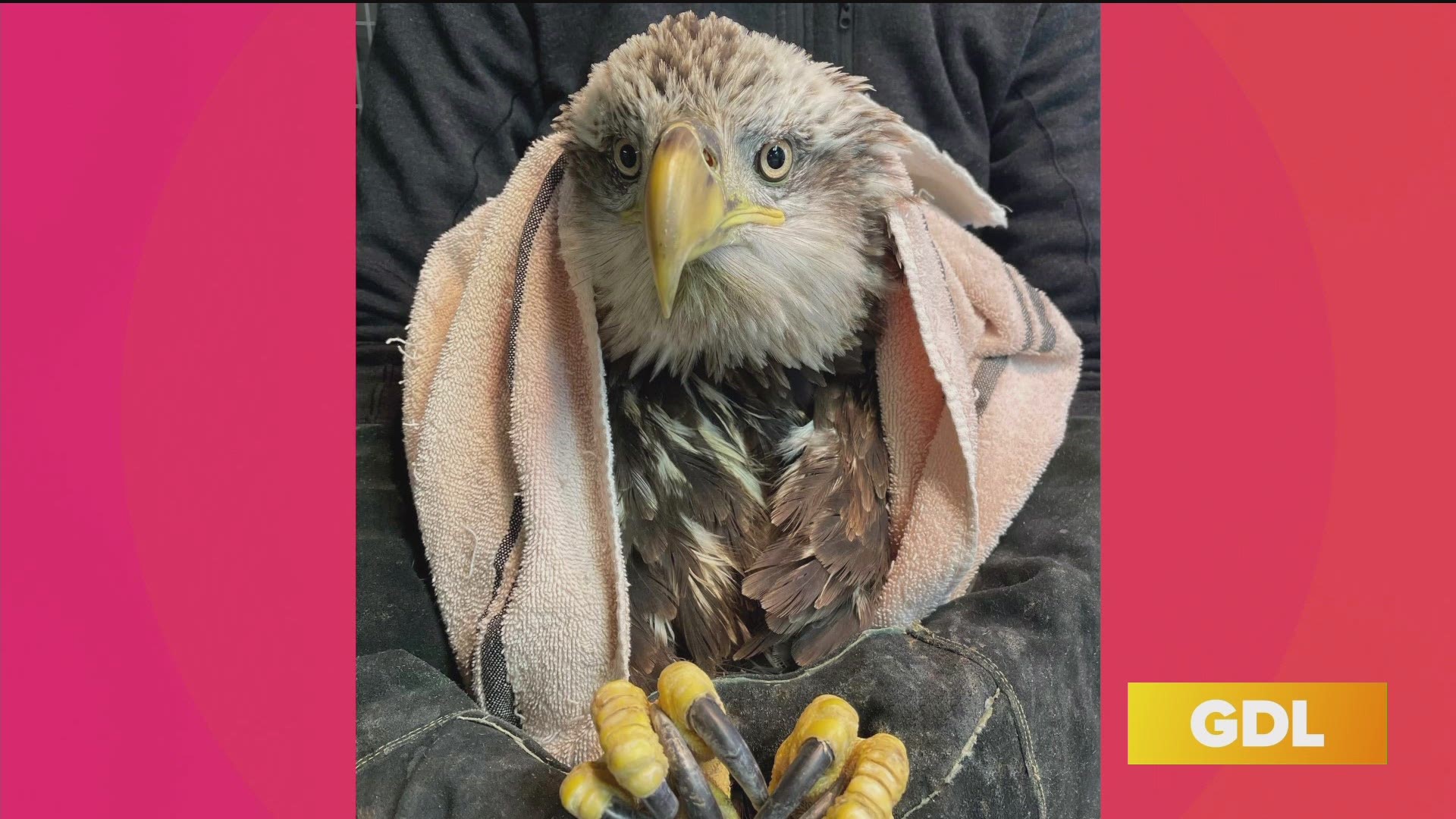 GDL's Joann Dickson talks to several people involved with the rescue of an injured bald eagle at Bernheim Forest and gets an update on her health.