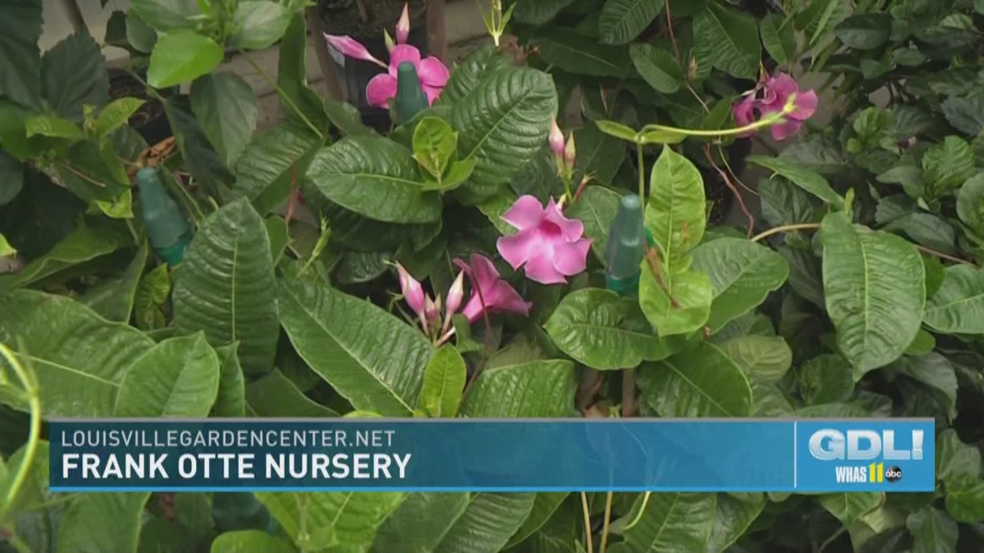 Frank Otte Nursery wants to keep your gardening budget from getting buried  | whas11.com