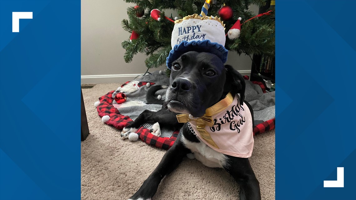 Happy birthday! UofL Hospital's trauma therapy dog turns 2