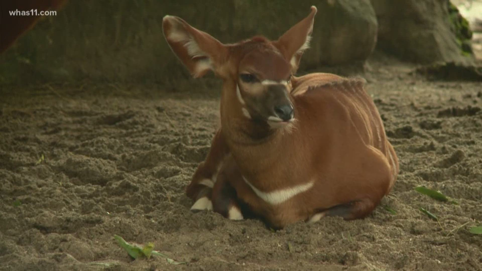 What is a Bongo? It's an adorable member of the antelope family and we have a new calf at the Louisville Zoo.