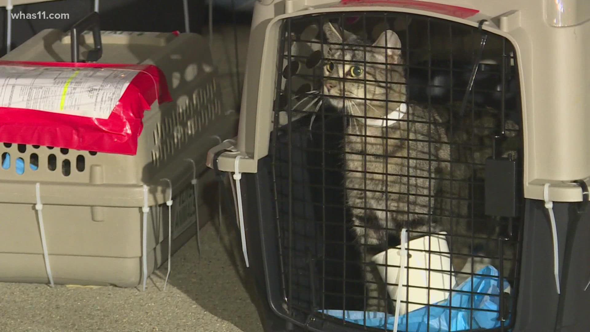 More than a hundred homeless cats from Western Kentucky are now safe in shelters in Massachusetts.