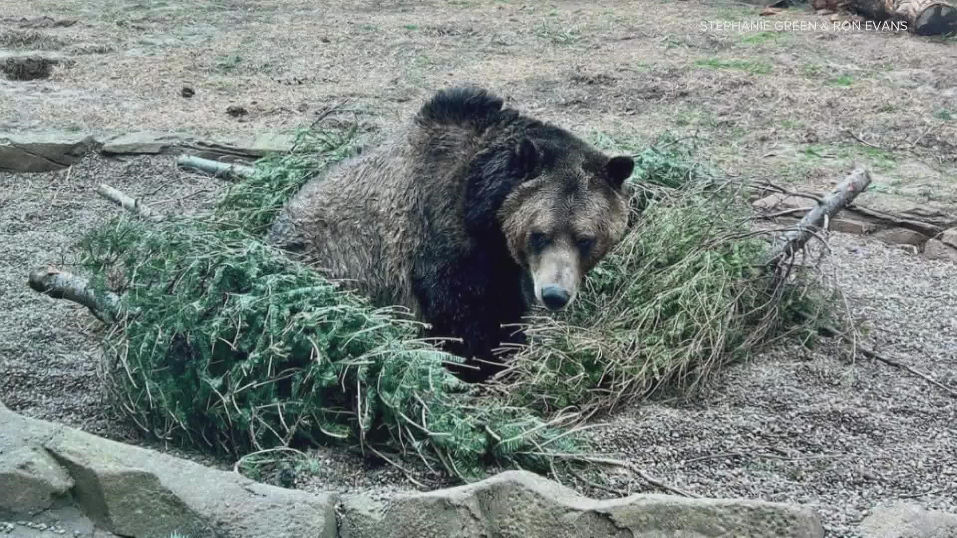 Grizzly bear Otis is absolutely loving your recycled Christmas trees!