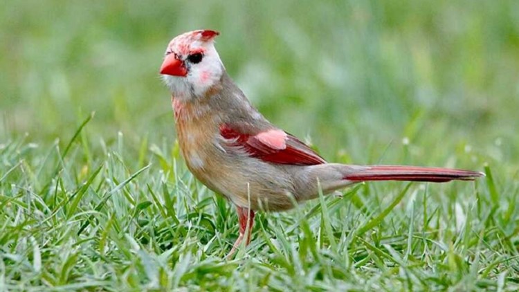 Rare, discolored cardinals spotted in Louisville: Photos