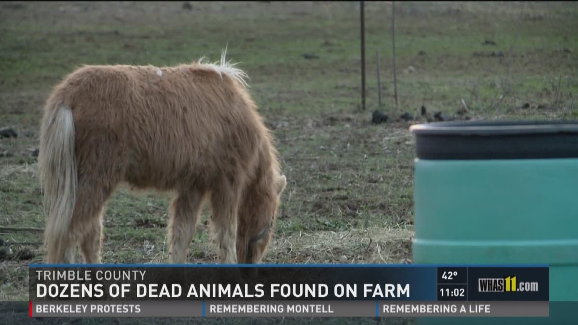 Dozens of dead animals found on farm