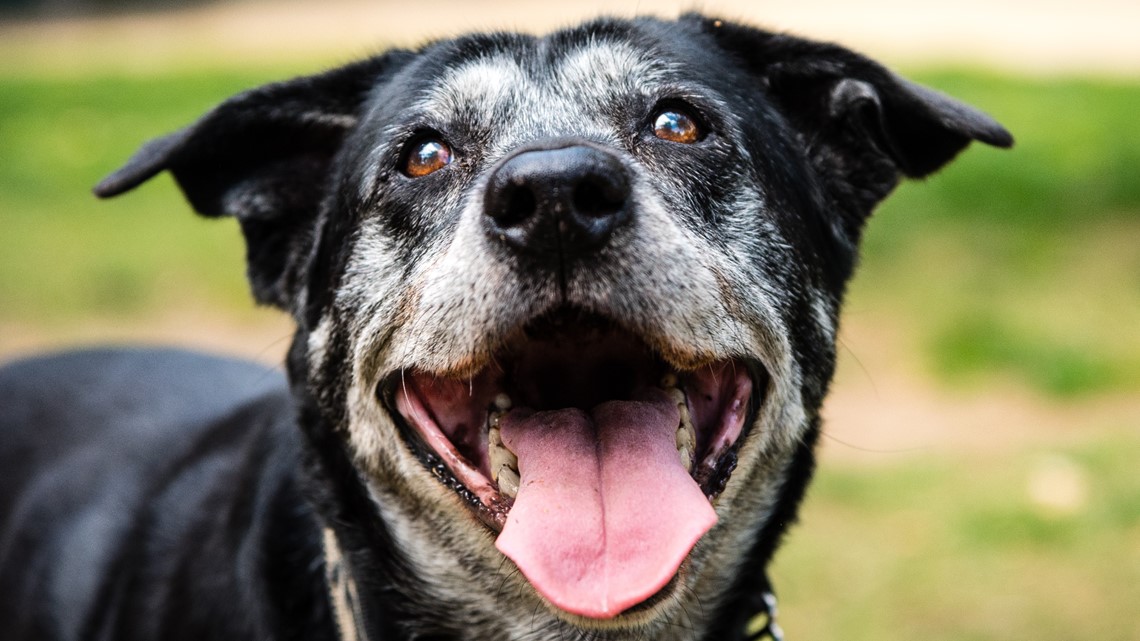 Ethan the dog honored with Hometown Humane Banner in downtown Louisville