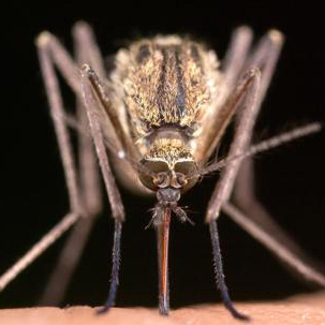 West Nile Virus found in 9 more Louisville neighborhoods, fogging planned this week