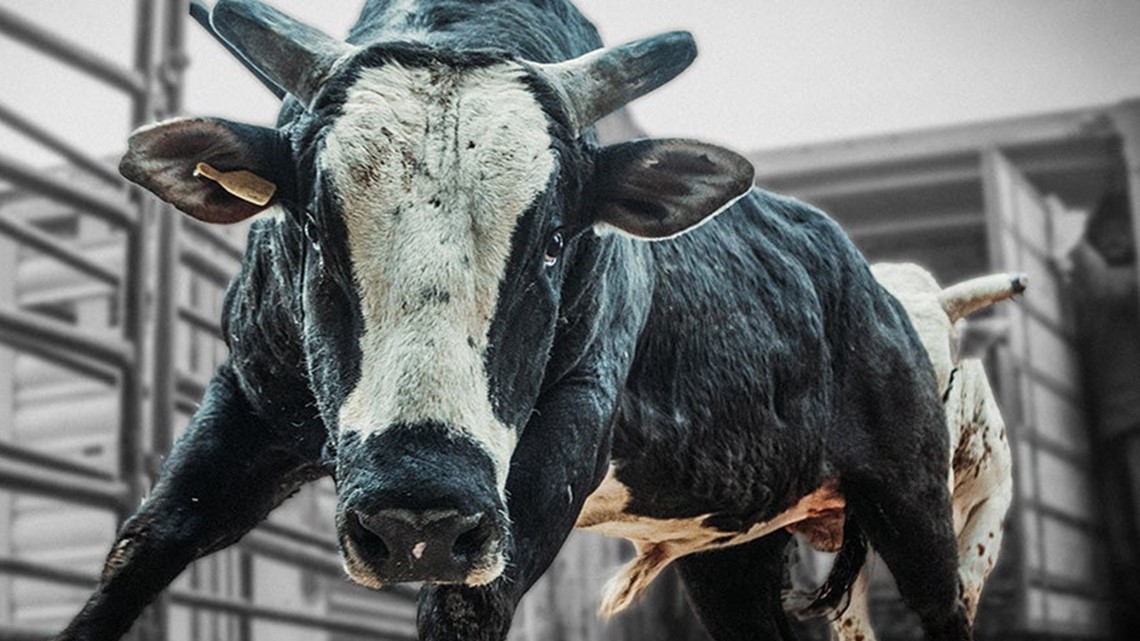 Pro Bull Riding World Championship Coming To Louisville 