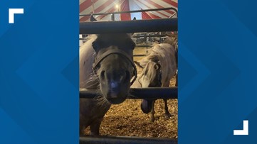 First year back after pandemic a success at Hardin County Fair
