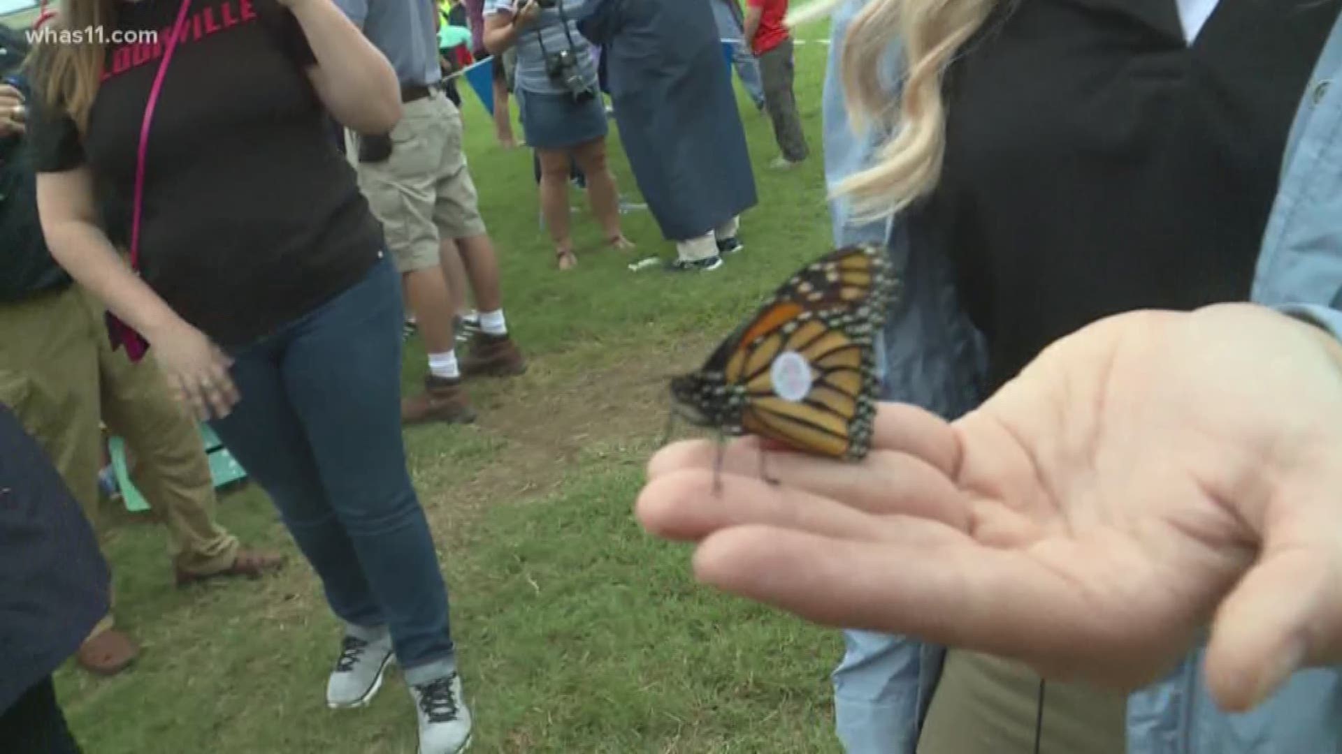 The Butterflies N' Bloom exhibit has drawn thousands of visitors to the Louisville Zoo over the summer and today that exhibit culminated with the tagging and release of over 1,000 butterflies.