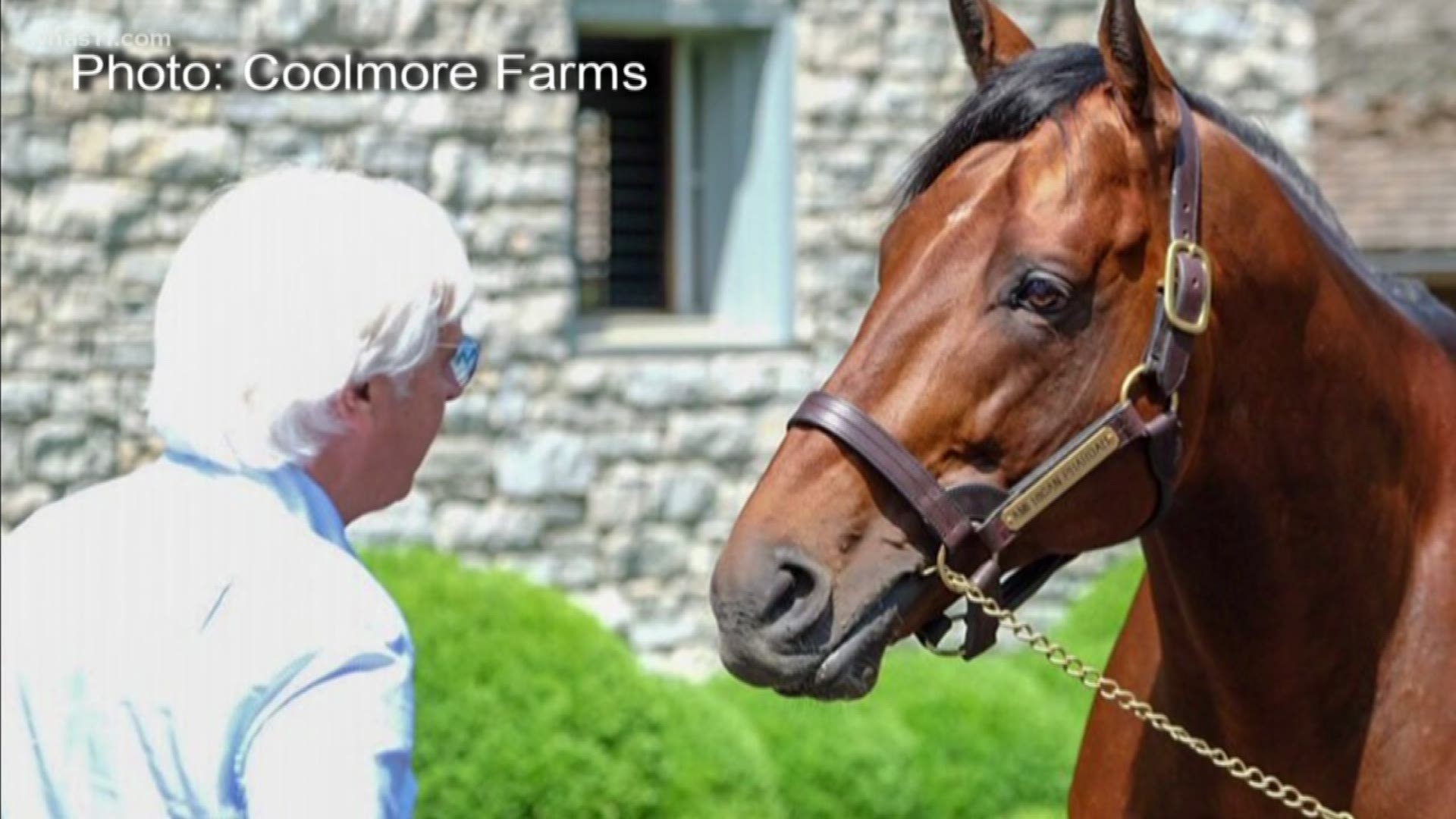 WHAS11 Anchor Doug Proffitt catches up with American Pharoah at Coolmore Farms