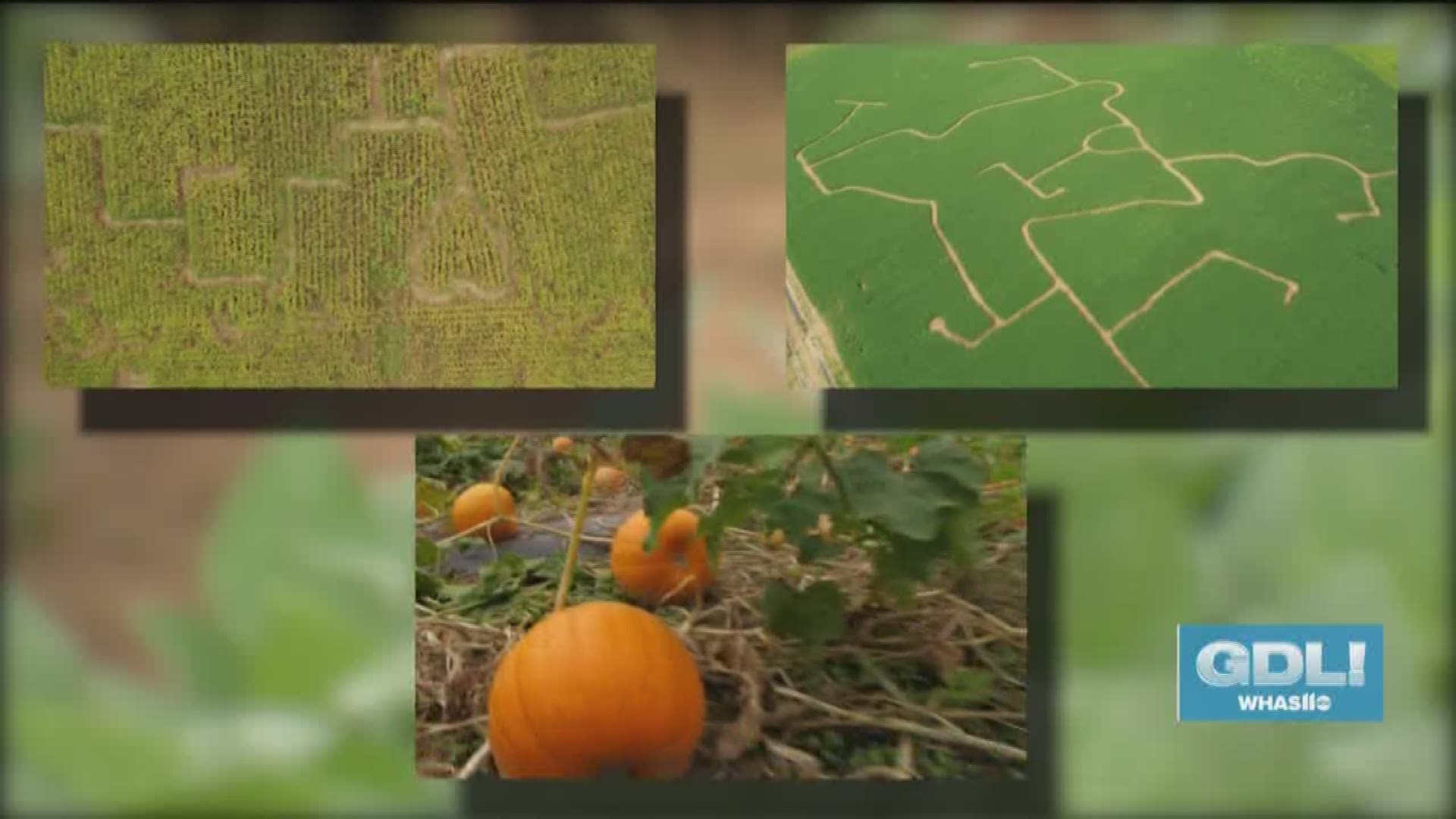 Sunny Acres Farm is perfect for fall fun