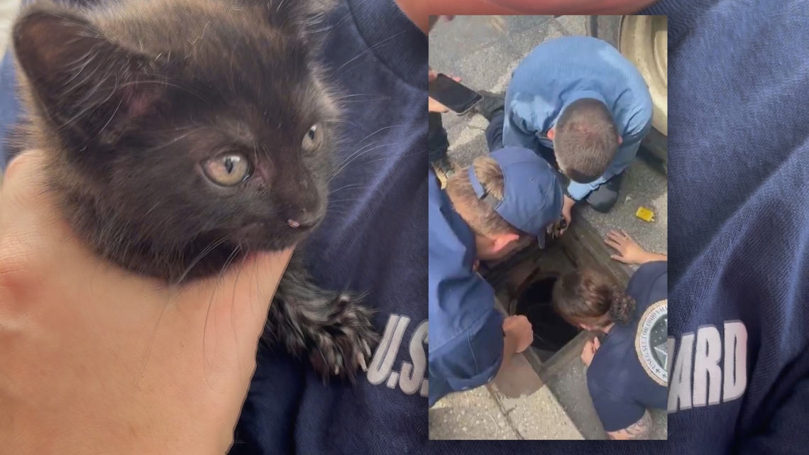 Kitten trapped in downtown Louisville storm drain rescued | whas11.com