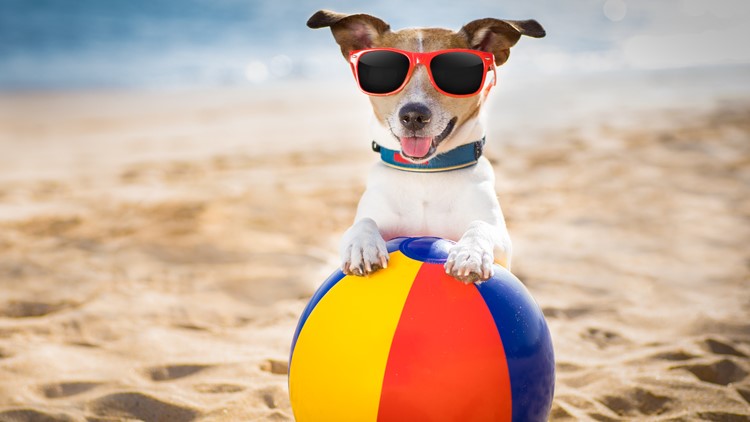 Hot Weather Safety: Keeping your furry-friend safe in the summer
