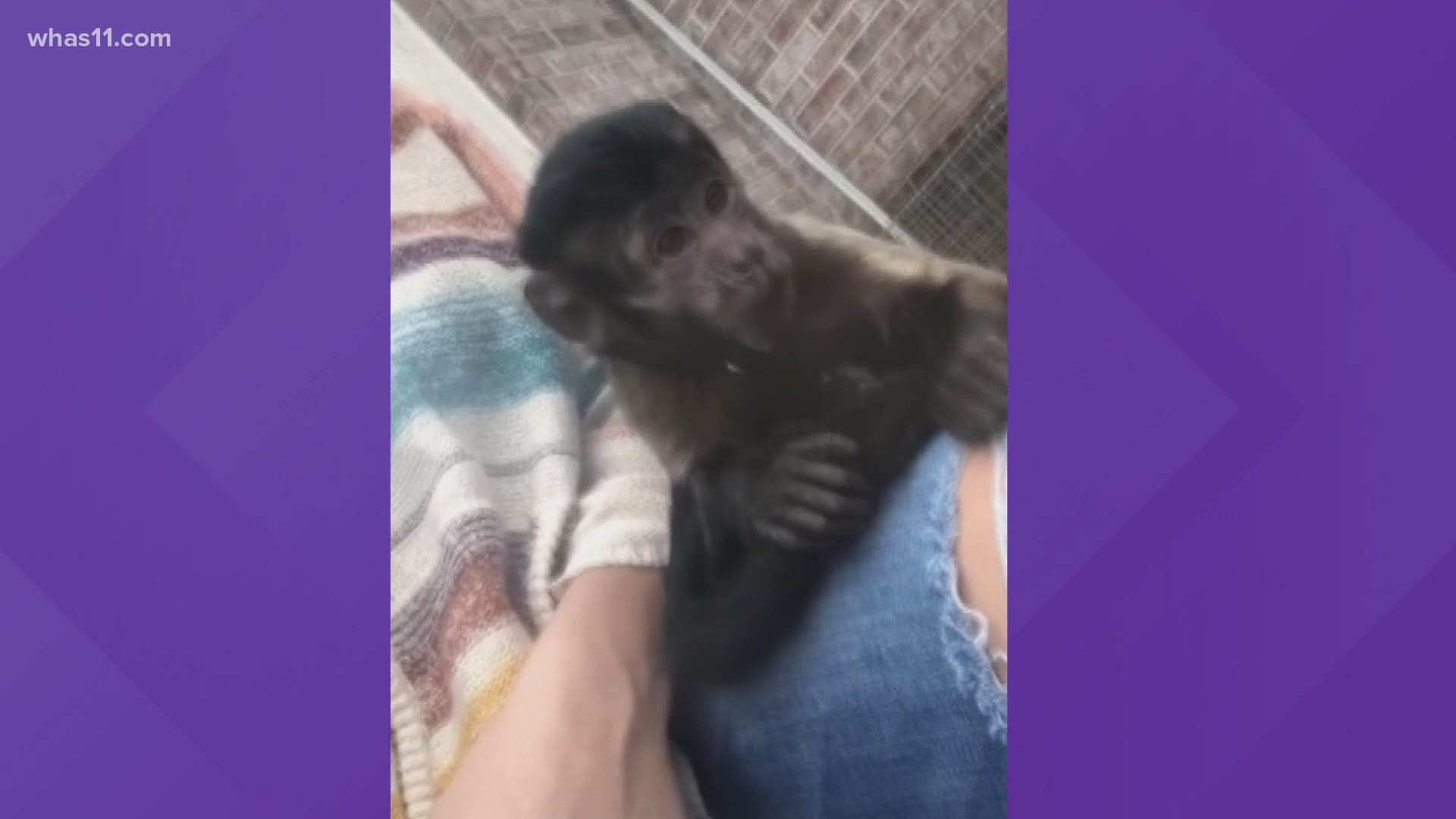 The family couldn't believe what they were seeing when a monkey found its way to there Owen County home.
