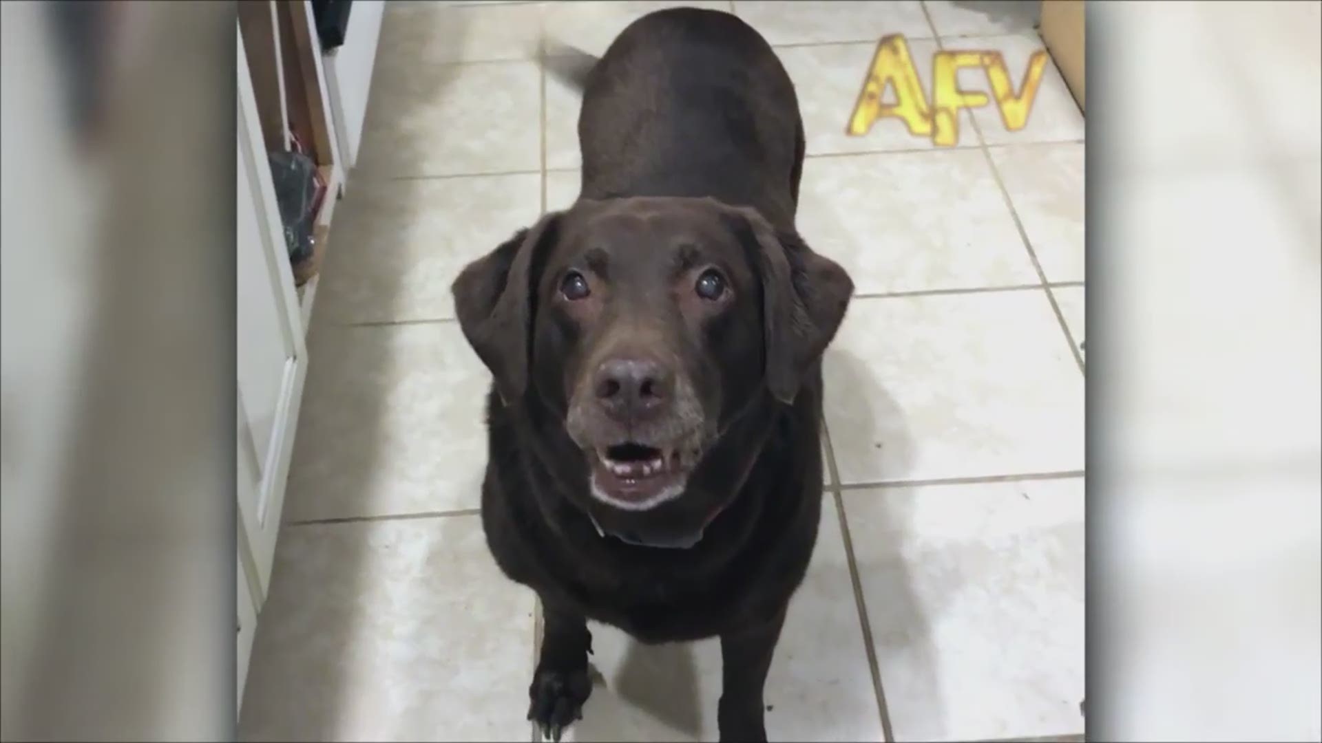 Kentucky family's dog catches treat, $10K prize on America's Funniest Home  Videos 