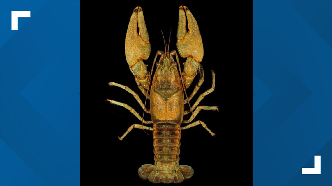 Endangered species of crayfish named by Louisville company