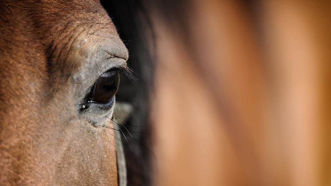 British professor allegedly misrepresented results of horse examinations