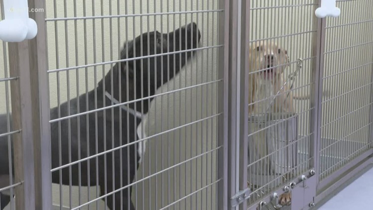 Metro Animal Services waives redemption fees to avoid overcrowding