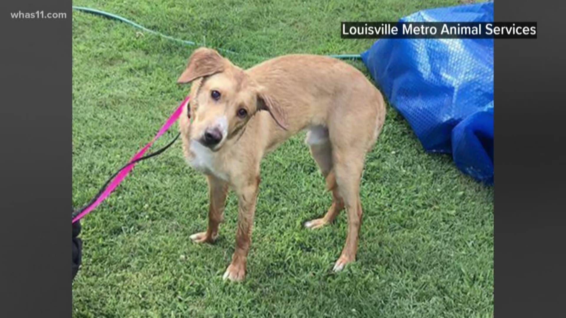 Louisville animal shelter takes in over 50 animals during 4th of July weekend