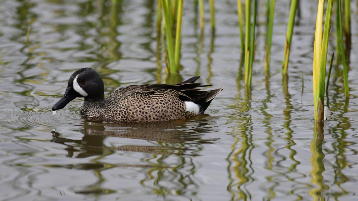 The Bird Flu has been detected in these Indiana counties
