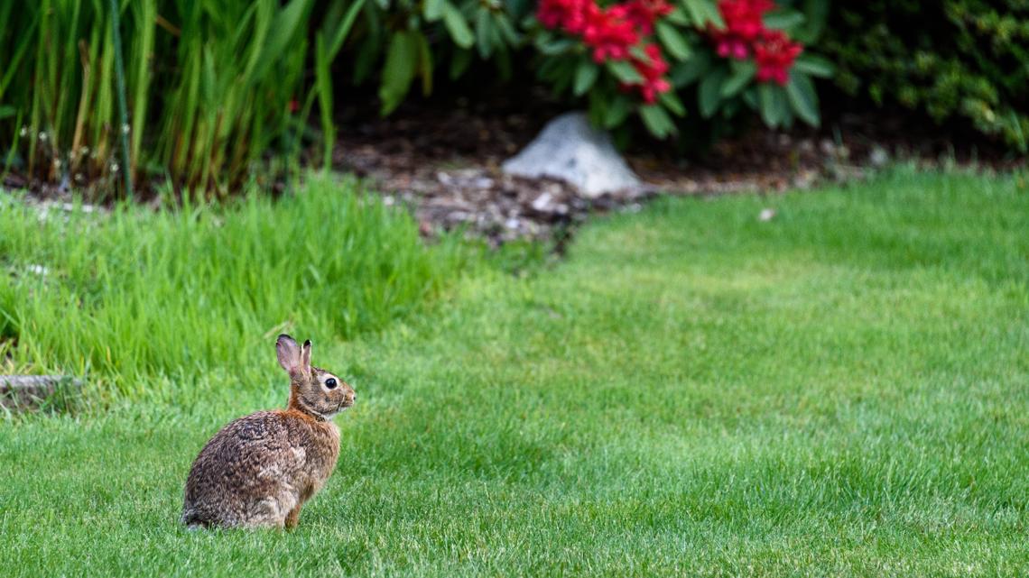 Kentucky Fish and Wildlife warns public to leave young animals alone