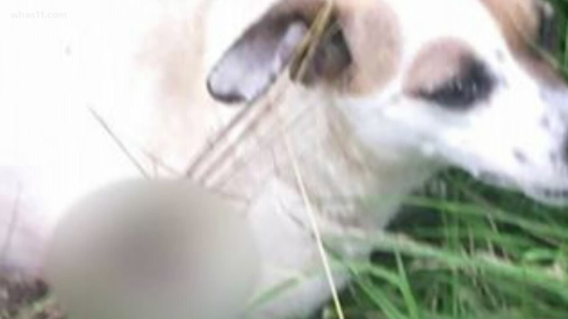 The reward is growing and attention increasing in the case of a Jack Russell terrier who was shot and killed by a bow and arrow in the Fairdale area.