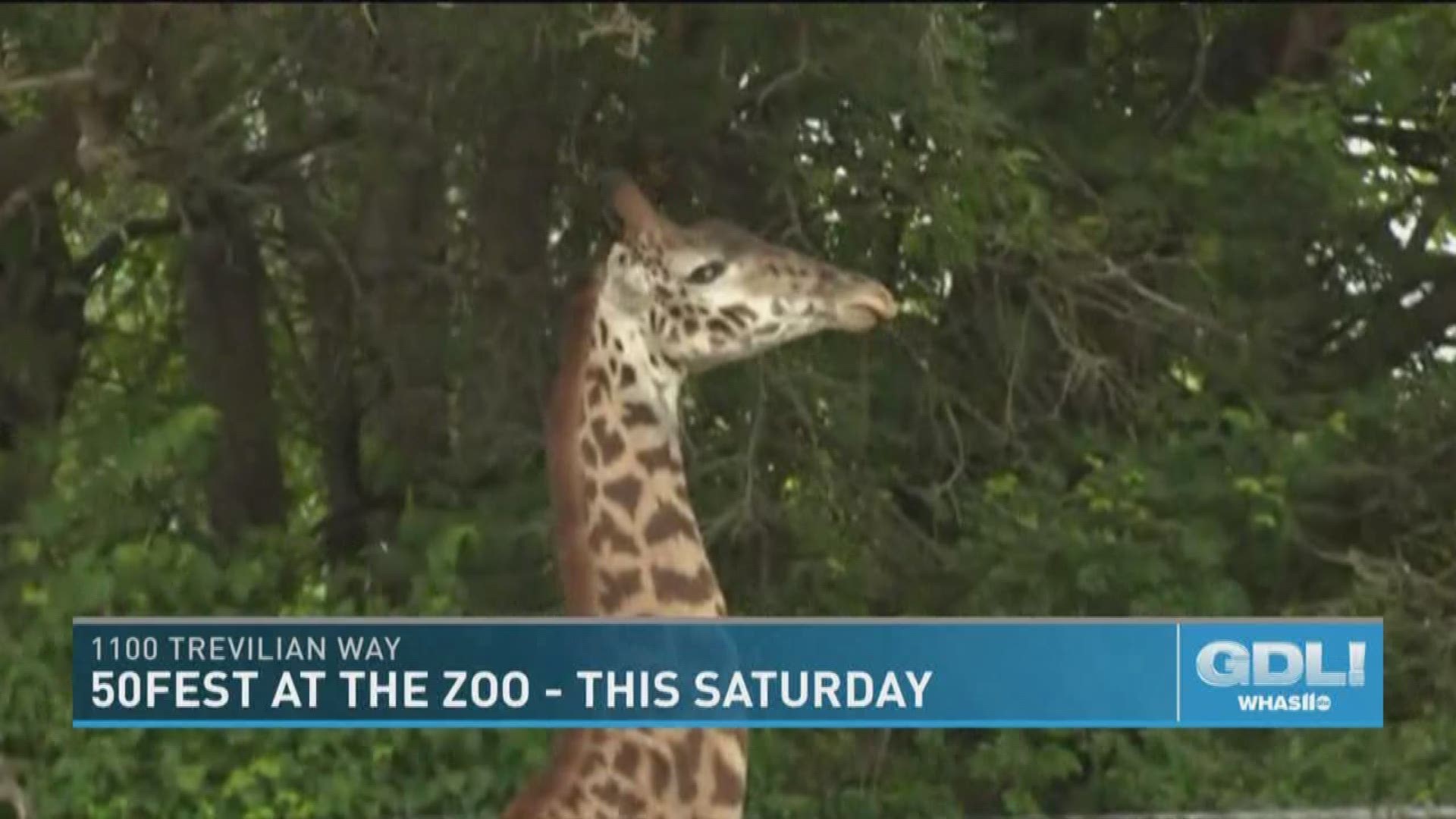 The Louisville Zoo is holding 50Fest to celebrate its 50th anniversary. You can take part in the festivities on May 18-19, 2019 at the Louisville Zoo, which is located at 1100 Trevilian Way in Louisville, KY.