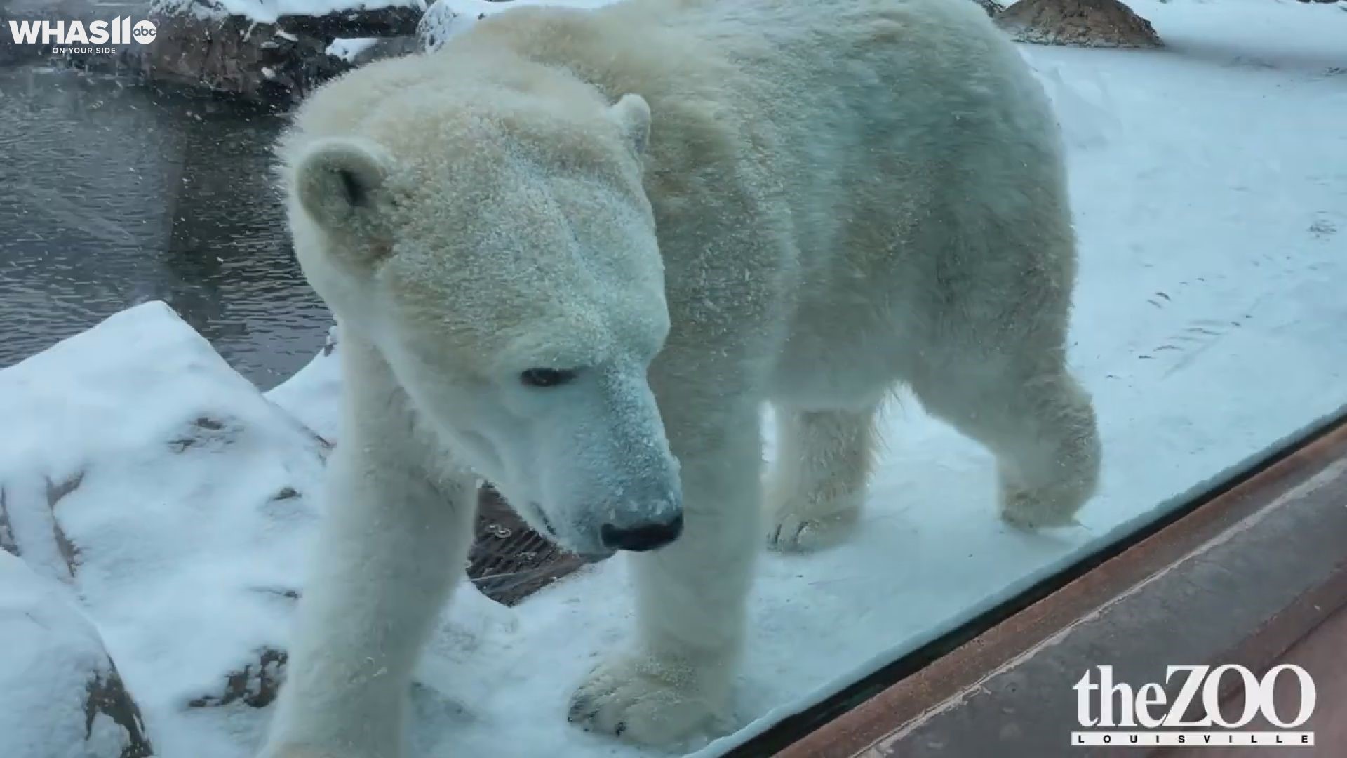 Louisville Zoo animals enjoy first snowfall of 2022 