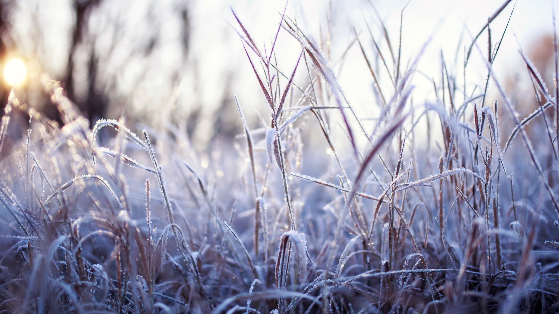 Breakdown: Why frost can develop even though temperatures readings are  above freezing