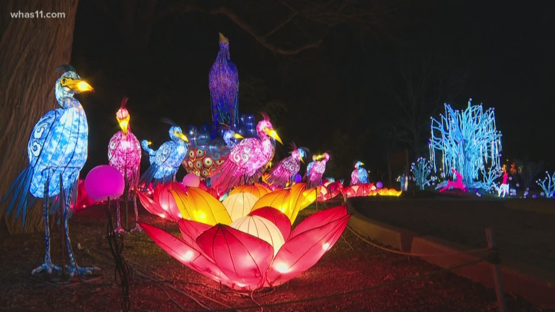 Wild Lights Lantern festival begins at Louisville Zoo