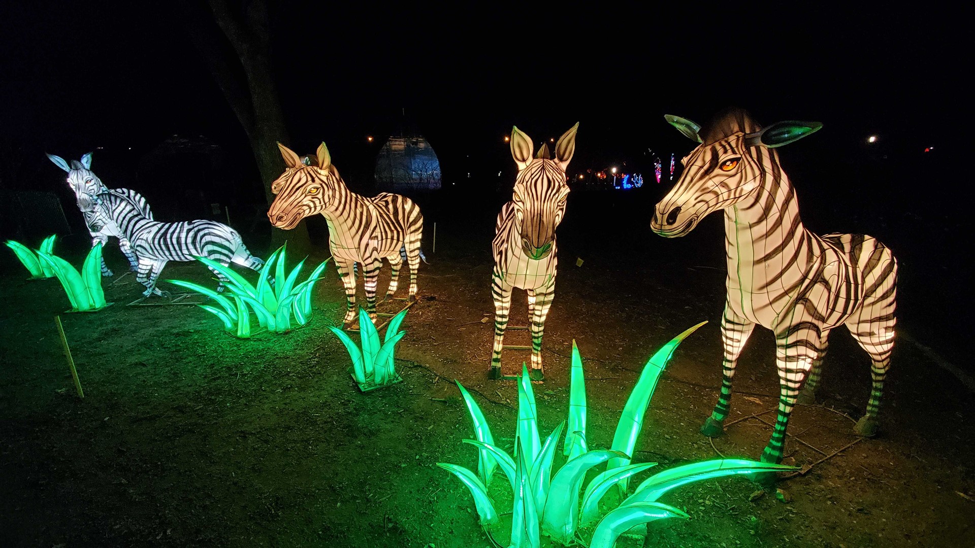 PHOTOS Louisville Zoo Wild Lights Asian Lantern Festival