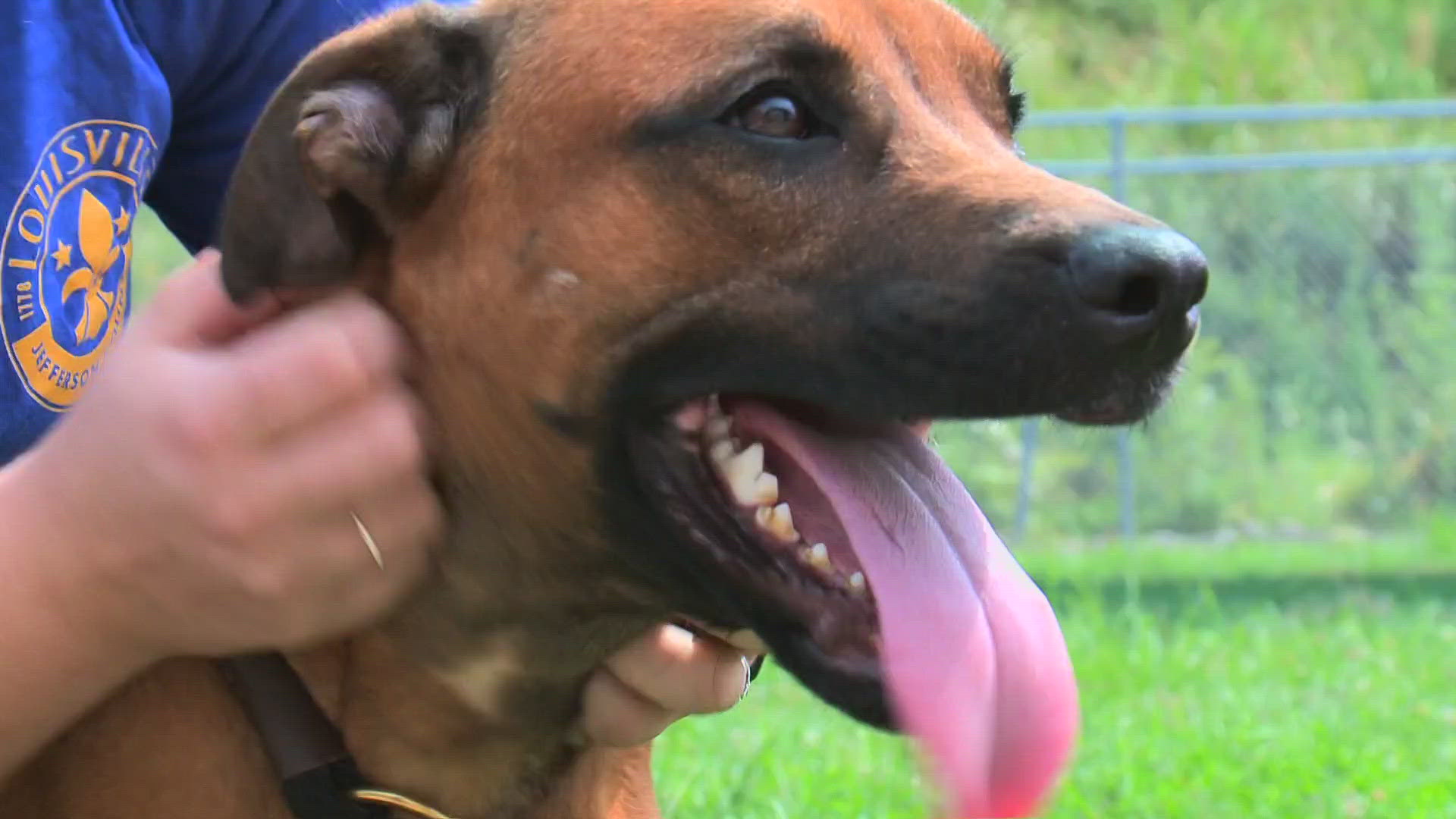 Freedom came to the Louisville Animal Shelter with burn marks on her legs a day after the Fourth of July. Staff believe she was hit with fireworks.