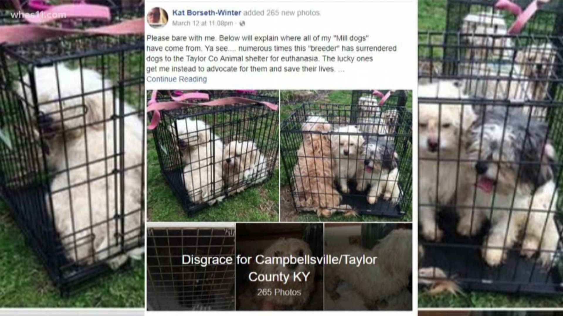 Campbellsville couple facing 82 animal cruelty charges