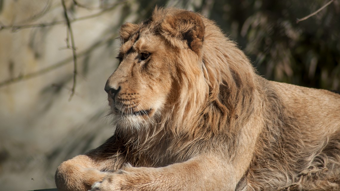 Columbus zoo's African lion, Tomo, dies at 15 | whas11.com