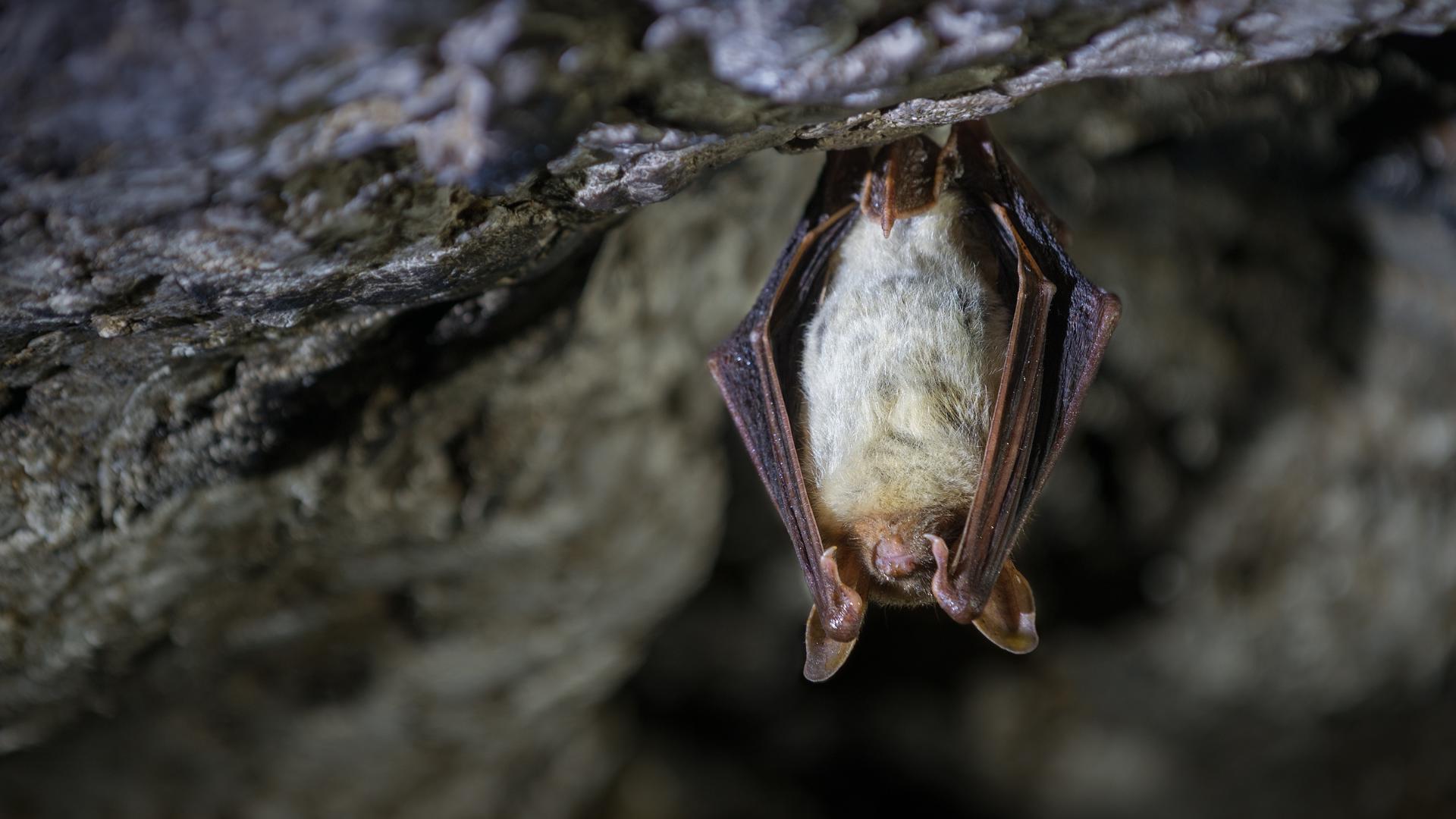 A bat recently found outside of a Louisville home tested positive for rabies.