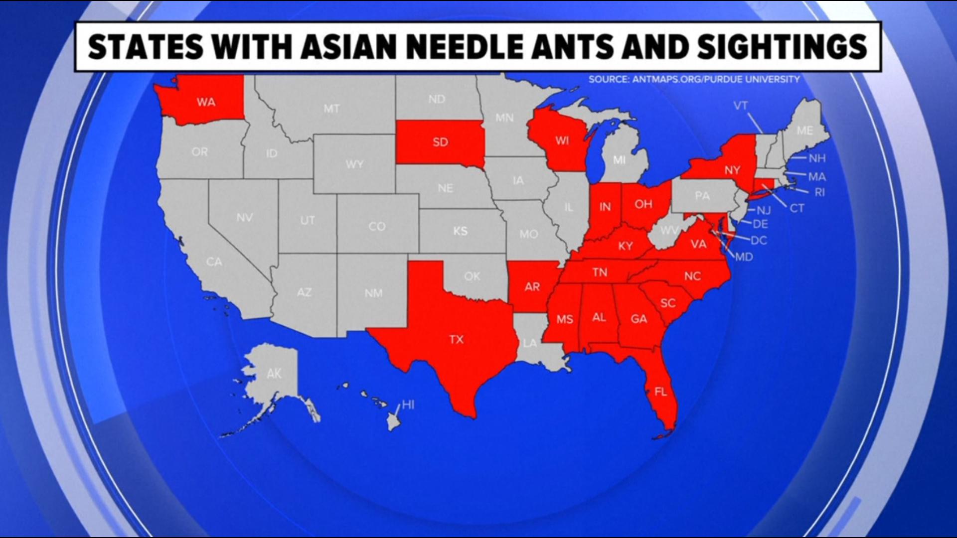 There have been new sightings of a potentially deadly invasive species - as the Asian needle ant spreads across the country.