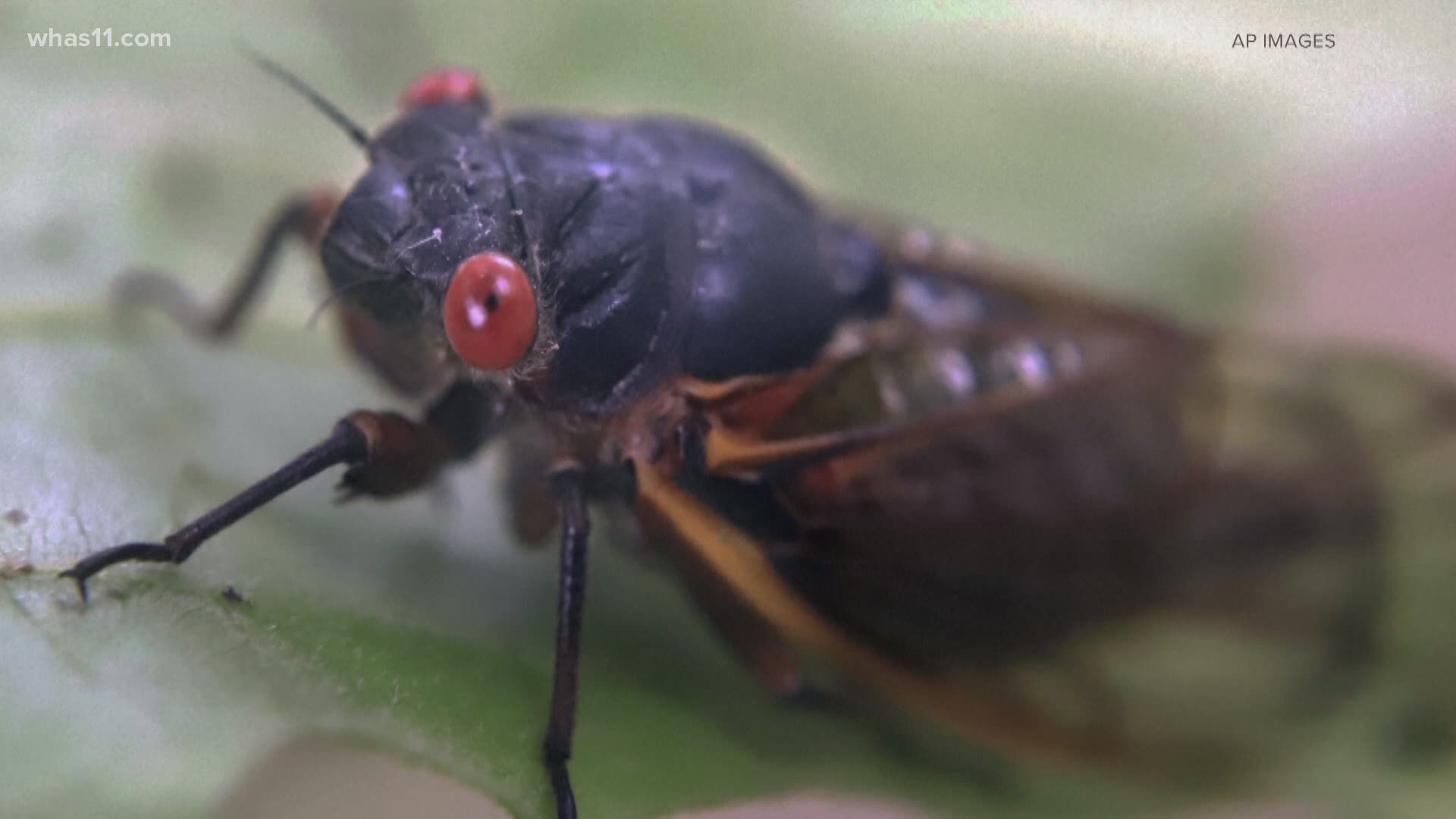 After a 17-year wait, the cicadas are ready to come out and play. A local bug expert shares what you can expect.