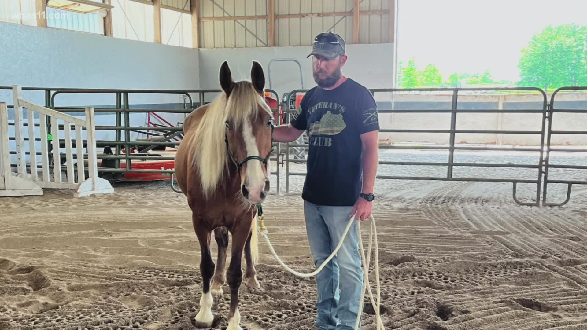 The Veterans Club and the KHS are working together to help the mental health of veterans and horses that have been neglected and abused.