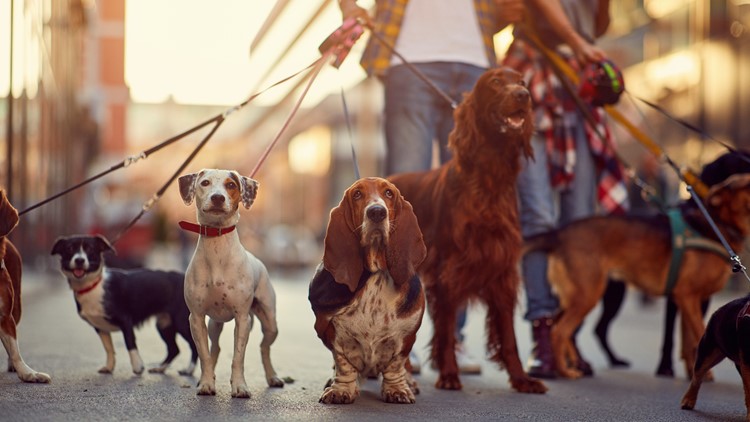 Bring your pup to 'Bark & Brunch by the Bridge' at Waterfront Park