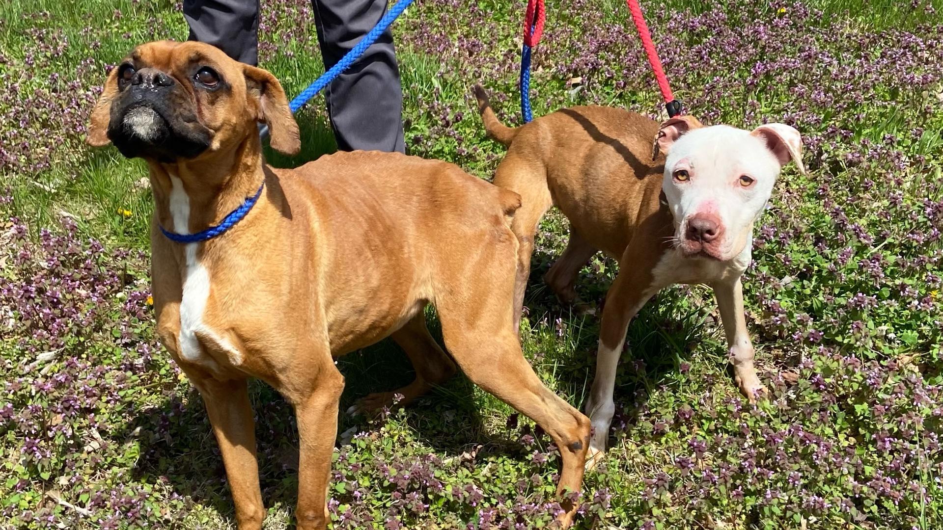 Two dogs on the brink of starvation in Nelson County. They were both rescued after neighbors called in concerns to animal control.