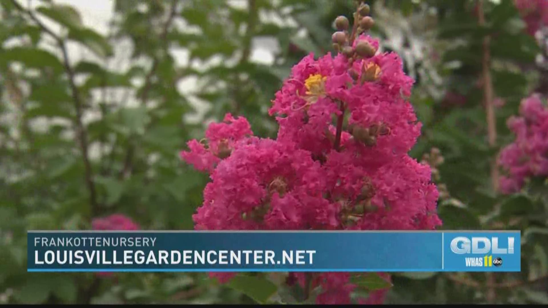 Frank Otte Nursery falls for Autumn beauty | whas11.com