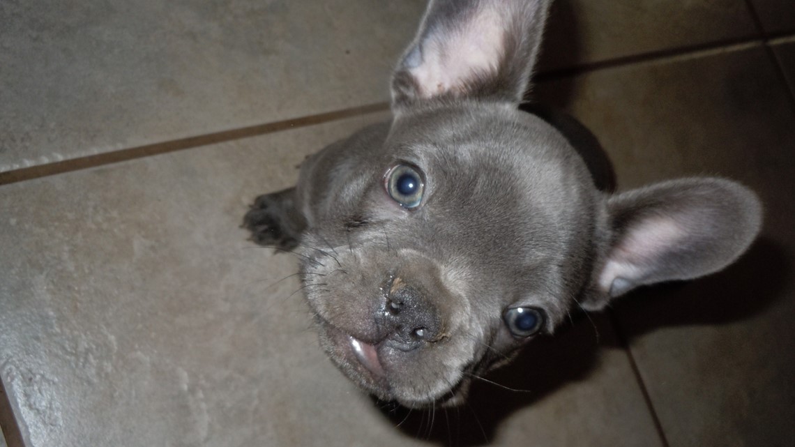 59 HQ Pictures Blue Grey French Bulldog Names - The Different Types Of French Bulldogs Explained