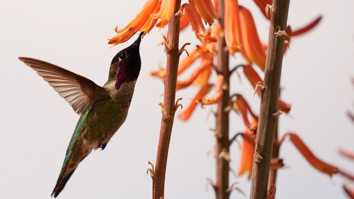 How fast do hummingbirds flap their wings? | whas11.com