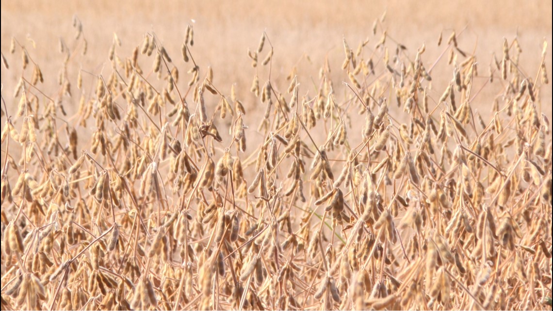 Fall harvest, farmers: The latest casualties in supply chain disruptions