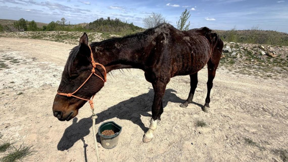 Former racehorse found abandoned, emaciated on Kentucky mountain: 'It breaks our heart.'