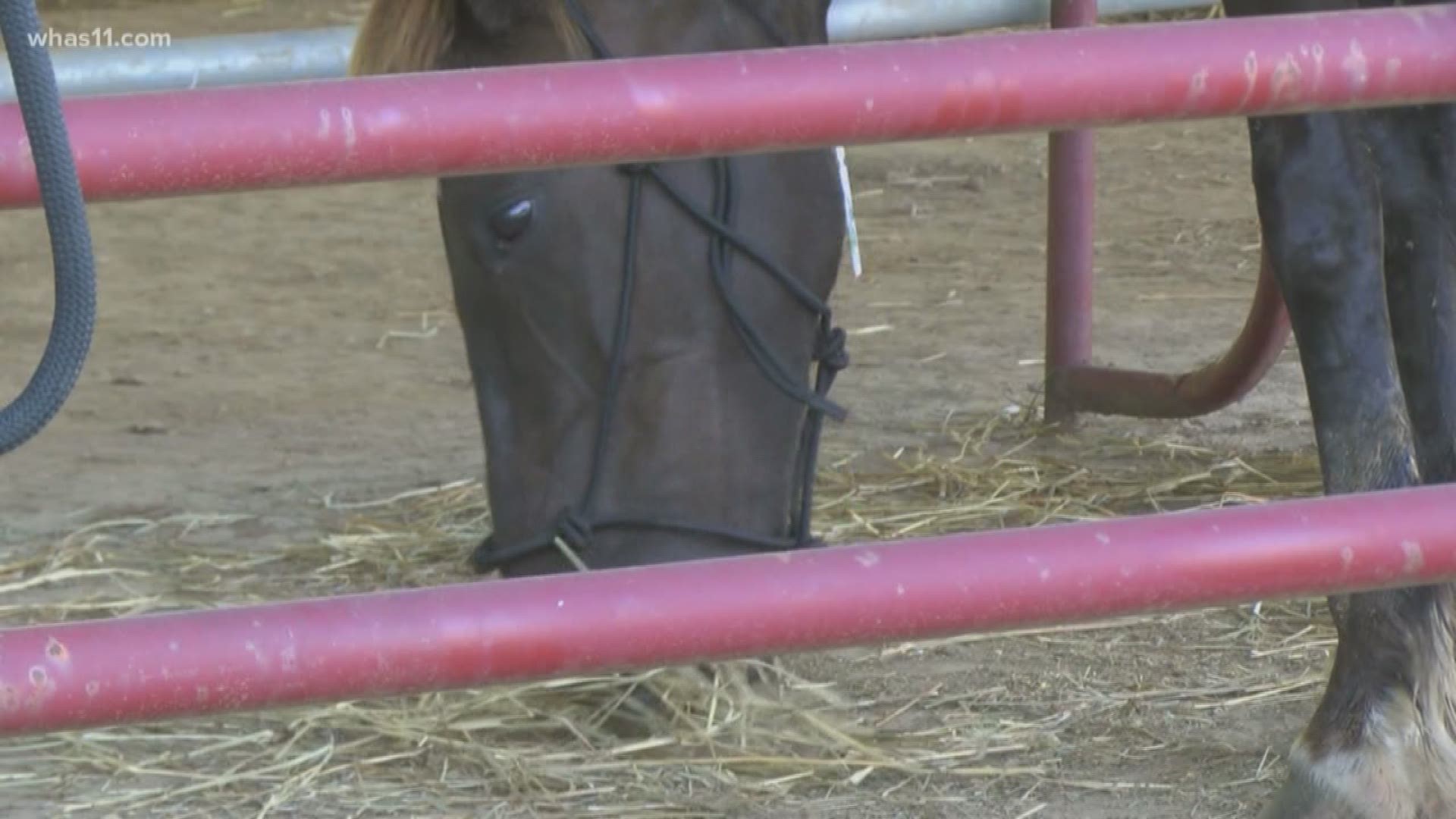 Twenty-one horses have been surrendered by owners who can no longer care for them to an organization that specializes in horse adoptions.