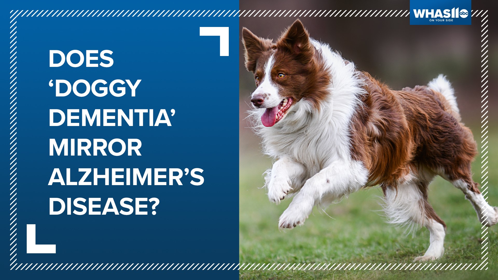 According to a new study, researchers say diagnosing dementia in dogs can also help humans.