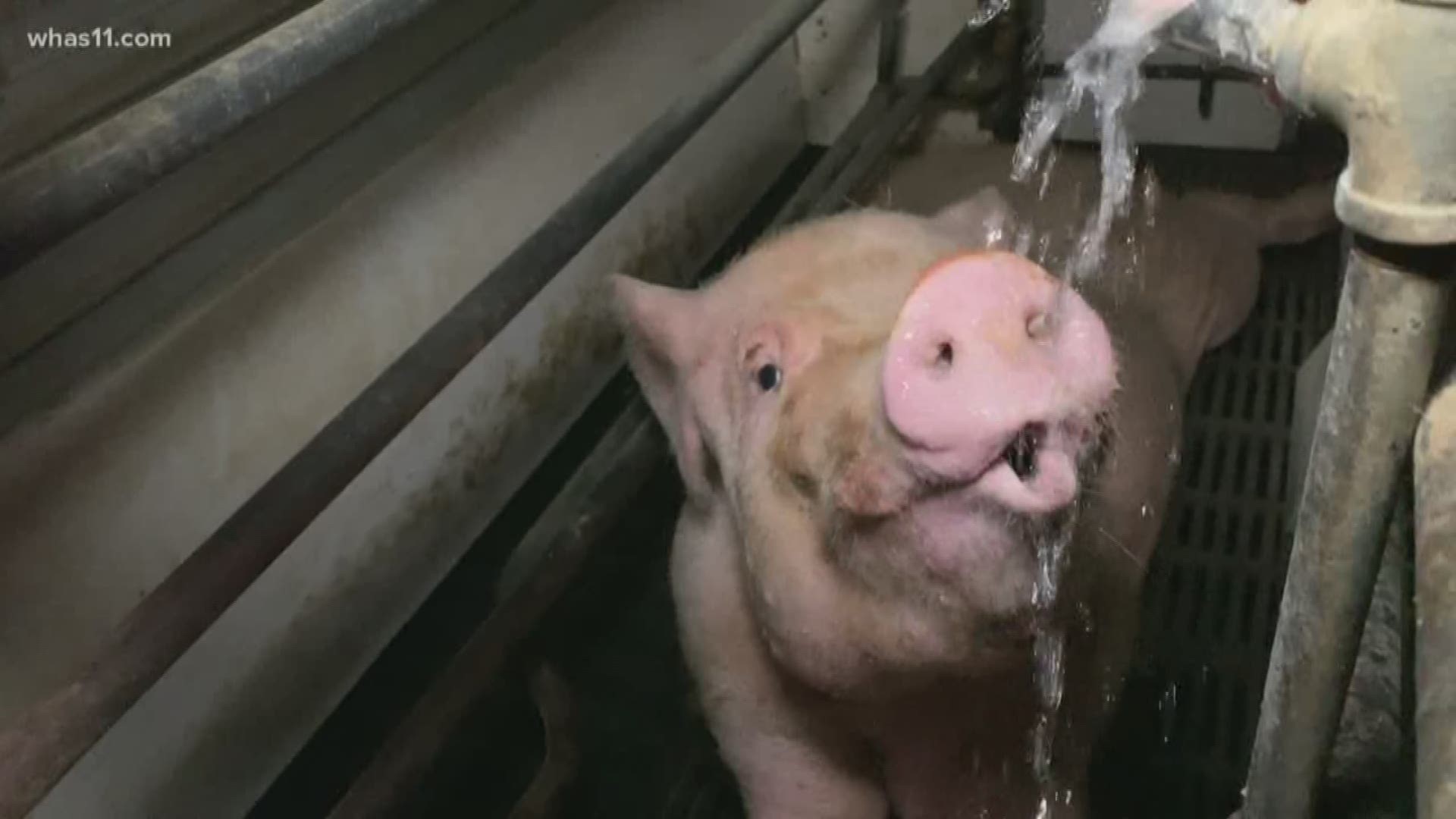 ISP determined that no charges would be filed against the Indiana pig farm after complaint was made by PETA.