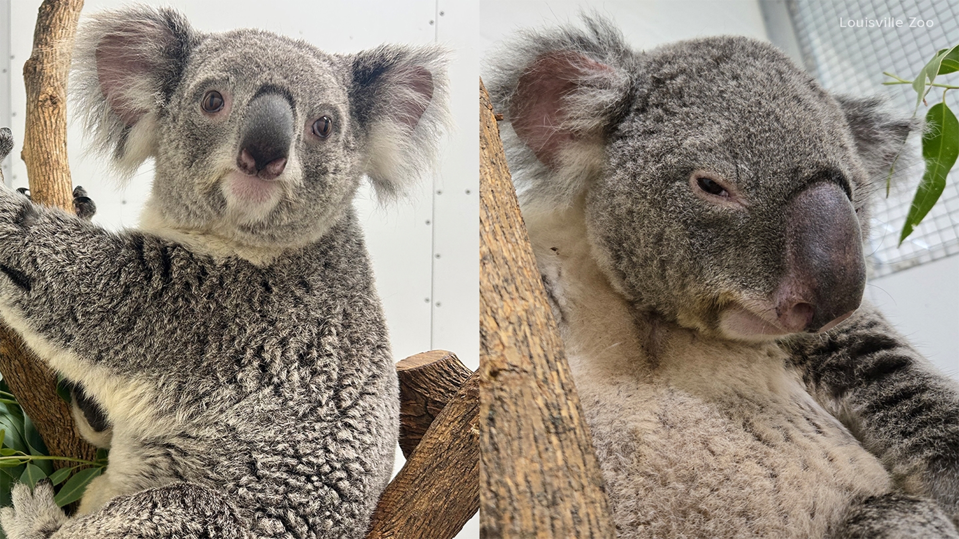 Two koalas arrive at Louisville Zoo | whas11.com